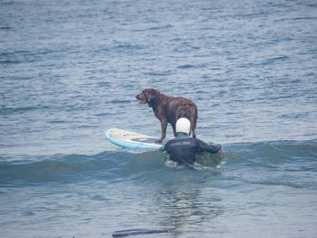 Pacifica, CA/USA - August 5, 2017: The second annual World Dog Surfing Championships brought together the top dog surfers and their humans.のeditorial素材