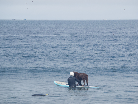 Pacifica, CA/USA - August 5, 2017: The second annual World Dog Surfing Championships brought together the top dog surfers and their humans.のeditorial素材