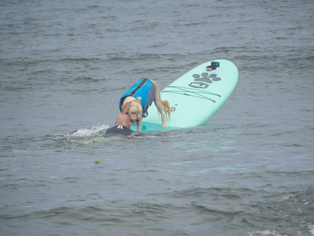 Pacifica, CA/USA - August 5, 2017: The second annual World Dog Surfing Championships brought together the top dog surfers and their humans.のeditorial素材