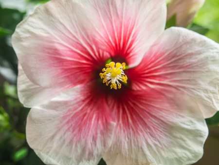 Rose mallow (Hibiscus rosa-sinensis) is a species of flowering plant in the family Malvaceae, native to East Asia.の写真素材