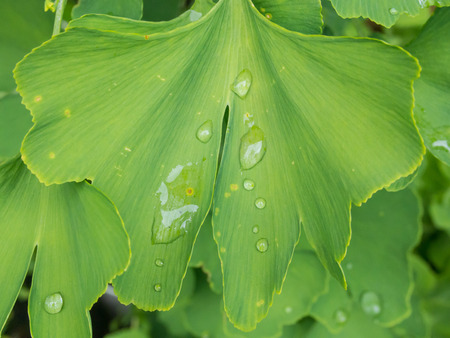Maidenhair Tree (Ginkgo biloba) is the only living species in the division Ginkgophyta, all others being extinct.の写真素材