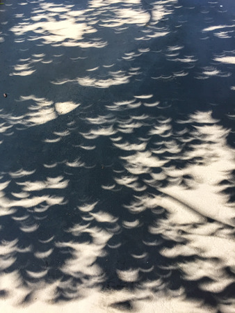 Crescent shaped shadows of the plant leaves during solar eclipse.の写真素材