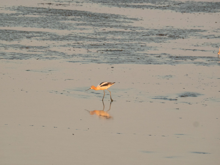 American avocet (Recurvirostra americana) is a large wader in the avocet and stilt family, Recurvirostridae.の写真素材