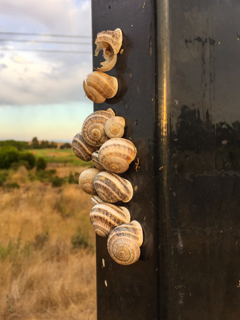 Milk snail (Otala lactea) is a large, edible species of air-breathing land snail, a terrestrial pulmonate gastropod mollusk in the family Helicidae the typical snails.の写真素材