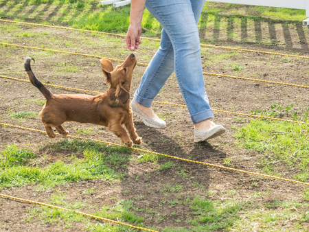 PALO ALTO, CA/USA - October 29 2017: 15th Annual Highway National Wiener Races where the finest dachshunds dashed to the finish line.のeditorial素材