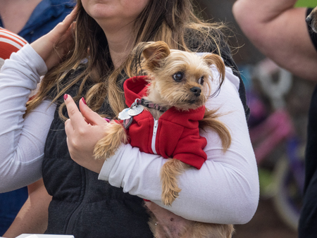 PALO ALTO, CA/USA - October 29 2017: 15th Annual Highway National Wiener Races where the finest dachshunds dashed to the finish line.のeditorial素材