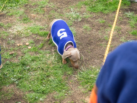 PALO ALTO, CA/USA - October 29 2017: 15th Annual Highway National Wiener Races where the finest dachshunds dashed to the finish line.のeditorial素材