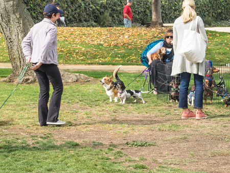 PALO ALTO, CA/USA - October 29 2017: 15th Annual Highway National Wiener Races where the finest dachshunds dashed to the finish line.のeditorial素材