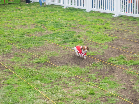 PALO ALTO, CA/USA - October 29 2017: 15th Annual Highway National Wiener Races where the finest dachshunds dashed to the finish line.のeditorial素材