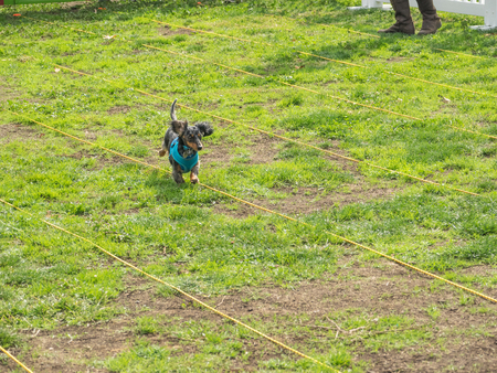 PALO ALTO, CA/USA - October 29 2017: 15th Annual Highway National Wiener Races where the finest dachshunds dashed to the finish line.のeditorial素材