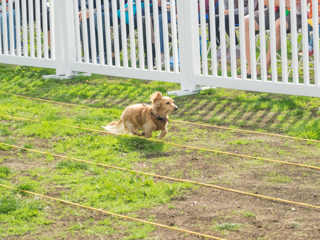 PALO ALTO, CA/USA - October 29 2017: 15th Annual Highway National Wiener Races where the finest dachshunds dashed to the finish line.のeditorial素材