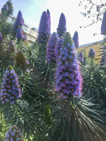 Pride of Madeira (Echium candicans) is a species of flowering plant in the family Boraginaceae,...