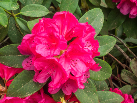 Pacific rhododendron (Rhododendron macrophyllum) is a large-leaved species of Rhododendron native to the Pacific Coast of North America. It is the state flower of Washington.の写真素材