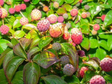 Dogwood berries are not toxic when eaten, but there have been reports of rashes after skin contact...