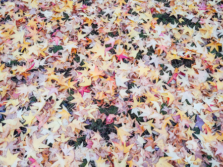 Colorful maple leaves in fall colors on the ground.の写真素材