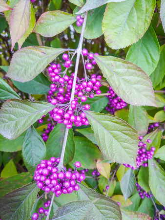 American beautyberry (Callicarpa americana) is an open-habit, native shrub of the Southern United States which is often grown as an ornamental in gardens and yards. American beautyberries produce large clusters of purple berries, which birds and deer eat, thus distributing the seeds.の写真素材