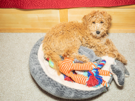 Australian Labradoodle is a mix between the Labrador Retriever, Poodle and Cocker Spaniel.の写真素材