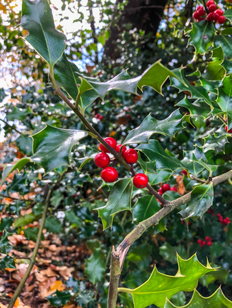 Common holly (Ilex aquifolium) is a species of holly native to western and southern Europe, northwest Africa, and southwest Asia.の写真素材