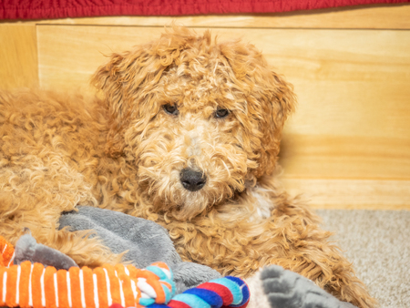 Australian Labradoodle is a mix between the Labrador Retriever, Poodle and Cocker Spaniel.