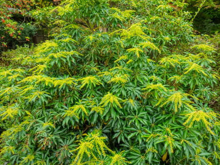 Seattle Japanese Garden is a 3.5 acre Japanese garden in the Madison Park neighborhood of Seattle.の写真素材