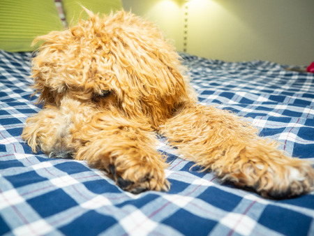 Australian Labradoodle is a mix between the Labrador Retriever, Poodle and Cocker Spaniel.の写真素材