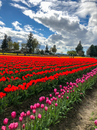 Skagit Valley tulip fields are filled with beautiful blooms and brilliant colors in Aprilの写真素材