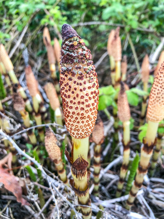 Field horsetail  (Equisetum arvense) is an herbaceous perennial plant in the Equisetopsida (the horsetails), native throughout the arctic and temperate regions of the northern hemisphere.の写真素材