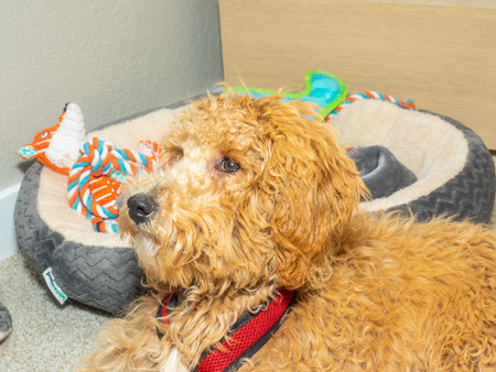 Australian Labradoodle is a mix between the Labrador Retriever, Poodle and Cocker Spaniel.