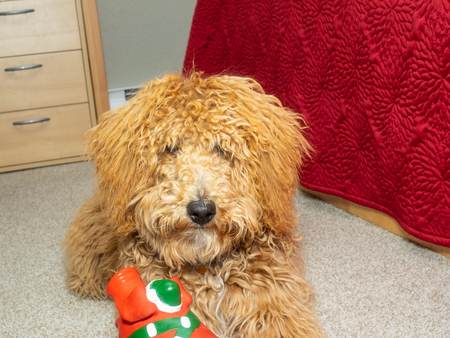 Australian Labradoodle is a mix between the Labrador Retriever, Poodle and Cocker Spaniel.の写真素材