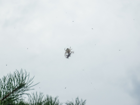 Cross Orb-weaver (Araneus diadematus) is an orb-weaver spider found in Europe and North America.の写真素材