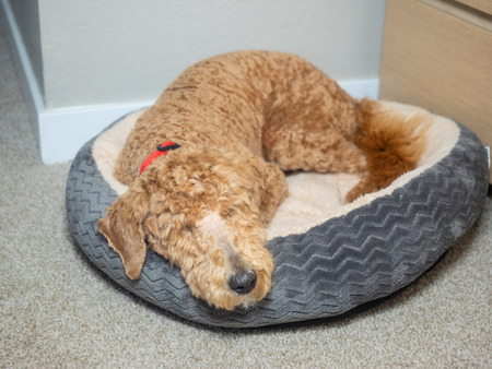 For a puppy cut, your groomer cuts your little buddy's hair the same length all over. The fur is...