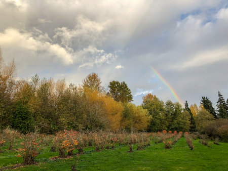 Larsen Lake Blueberry Farm is a great place to pick your own blueberries on a large farm/park area. Lake Hills Greenbelt is a wetland corridor encompassing more than 150 acres of diverse wildlife habitat including forests, wetlands, streams and lakes.の写真素材