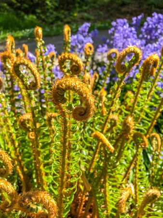 Unfurling fiddlehead of young fern frond in spring.の写真素材