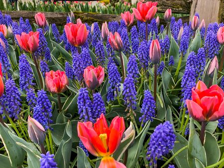 Skagit Valley tulip fields are filled with beautiful blooms and brilliant colors in Aprilの写真素材