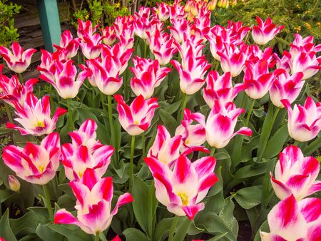 Skagit Valley tulip fields are filled with beautiful blooms and brilliant colors in Aprilの写真素材