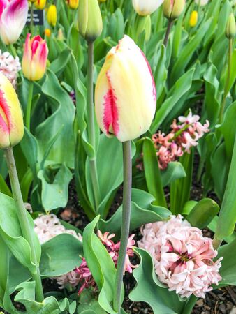 Skagit Valley tulip fields are filled with beautiful blooms and brilliant colors in April