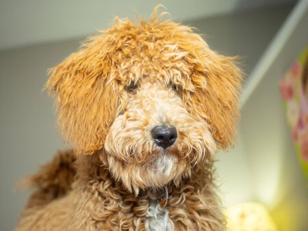 Australian Labradoodle is a mix between the Labrador Retriever, Poodle and Cocker Spaniel.の写真素材