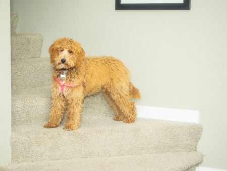 Australian Labradoodle is a mix between the Labrador Retriever, Poodle and Cocker Spaniel.の写真素材