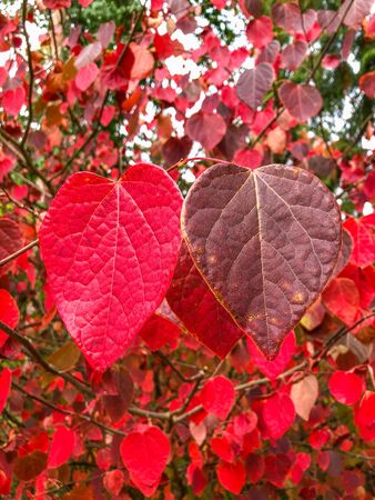 Disanthus cercidifolius is a species of flowering plant in the family Hamamelidaceae native to...