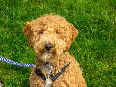 Australian Labradoodle is a mix between the Labrador Retriever, Poodle and Cocker Spaniel.の写真素材