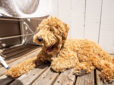 Mocha enjoying sun on the deck.の写真素材