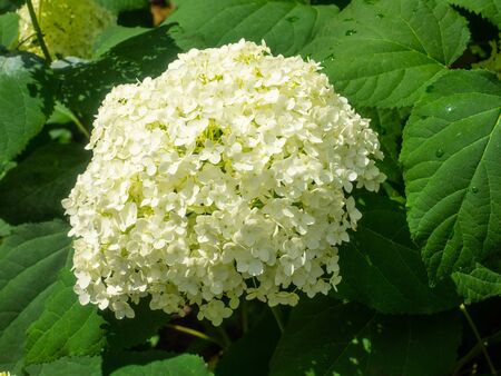 Bigleaf hydrangea (Hydrangea macrophylla) is a species of flowering plant in the family...