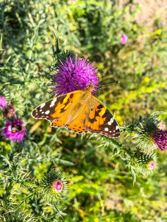 Red admiral (Vanessa atalanta) is a well-characterized, medium-sized butterfly with black wings,...