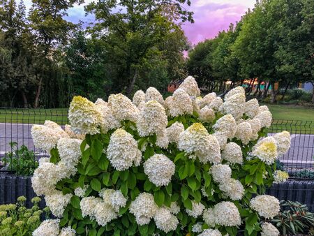 Bigleaf hydrangea (Hydrangea macrophylla) is a species of flowering plant in the family...