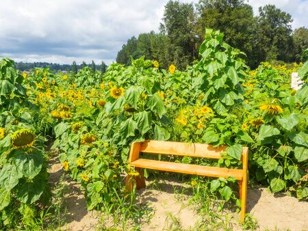 Bright yellow sunflower fields around blooming right around creating the most extraordinary sights.の写真素材
