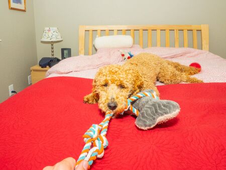 Australian Labradoodle is a mix between the Labrador Retriever, Poodle and Cocker Spaniel.の写真素材