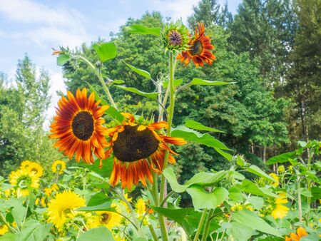 Bright yellow sunflower fields around blooming right around creating the most extraordinary sights.の写真素材