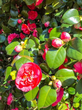 Japanese camellia (Camellia japonica) is one of the best known species of the genus Camellia.の写真素材