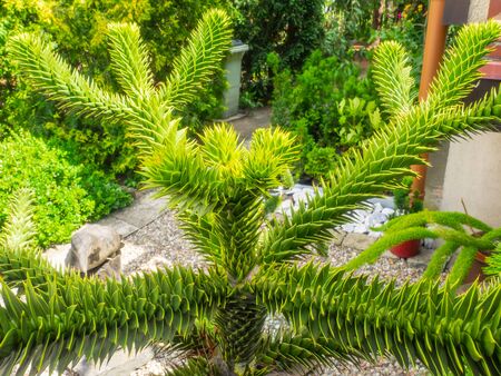 Monkey puzzle tree (Araucaria araucana) is a popular garden tree, planted for its unusual effect of the thick, reptilian, branches with a very symmetrical appearance.の写真素材