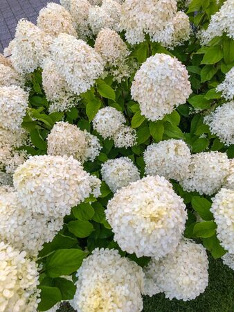 Bigleaf hydrangea (Hydrangea macrophylla) is a species of flowering plant in the family...